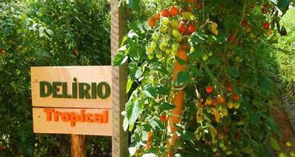 Delirio Tropical Rosario 01