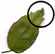 This is a picture of the feature being described.