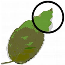 This is a picture of the feature being described.