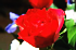 rose-sigmoidal